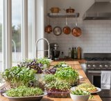 microgreens
