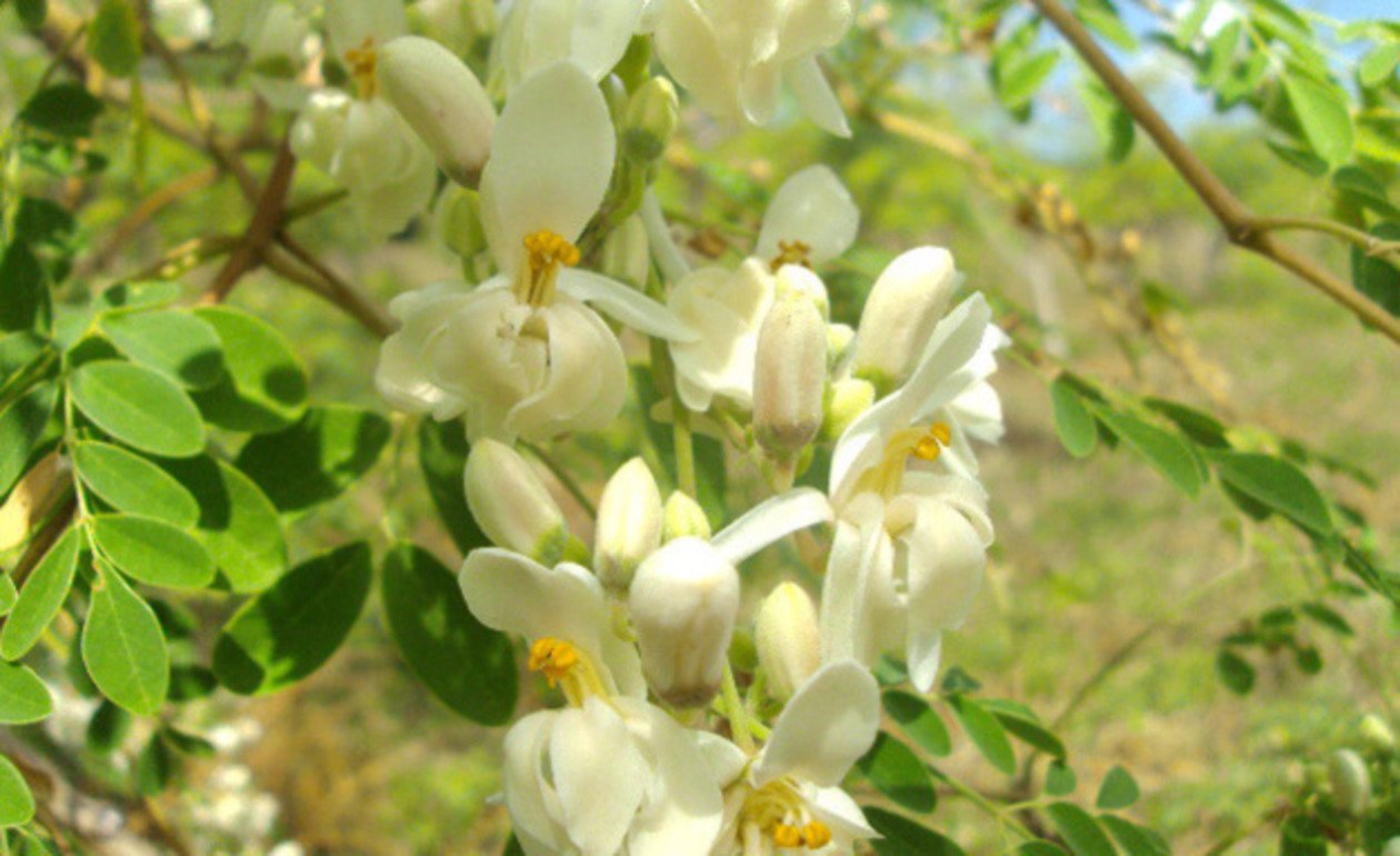 moringa oleifara